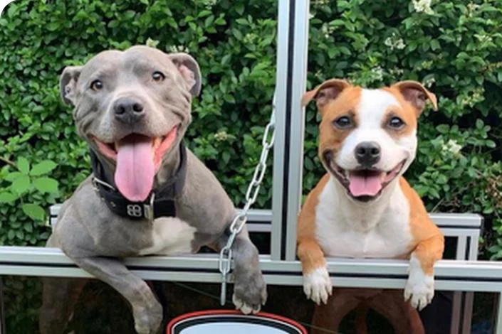 Blije honden op dogmill